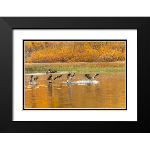Canada geese landing and reflection on water-Grand Teton National Park-Wyoming Black Modern Wood Framed Art Print with Double Matting by Jones, Adam