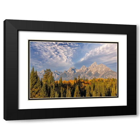 Golden aspen trees and Teton Range in early morning-Grand Teton National Park-Wyoming Black Modern Wood Framed Art Print with Double Matting by Jones, Adam