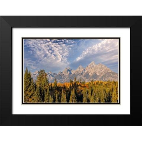 Golden aspen trees and Teton Range in early morning-Grand Teton National Park-Wyoming Black Modern Wood Framed Art Print with Double Matting by Jones, Adam
