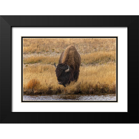 American Bison Yellowstone National Park-Wyoming Black Modern Wood Framed Art Print with Double Matting by Jones, Adam