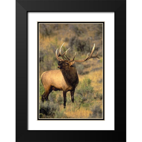 WY, Yellowstone Elk bugling during mating season Black Modern Wood Framed Art Print with Double Matting by Welling, Dave