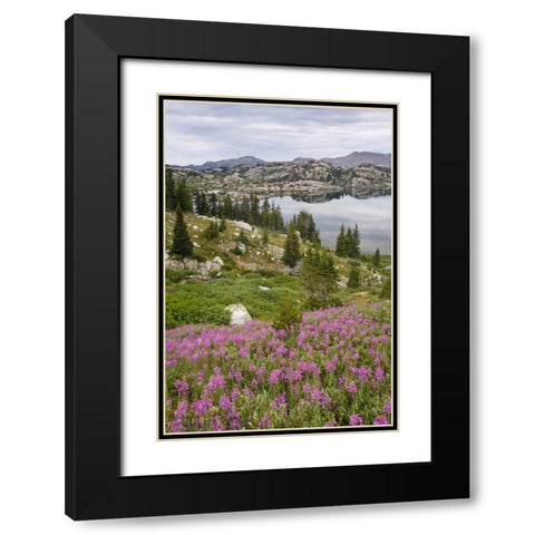 WY, Bridger NF, Fireweed grow by Island Lake Black Modern Wood Framed Art Print with Double Matting by Paulson, Don