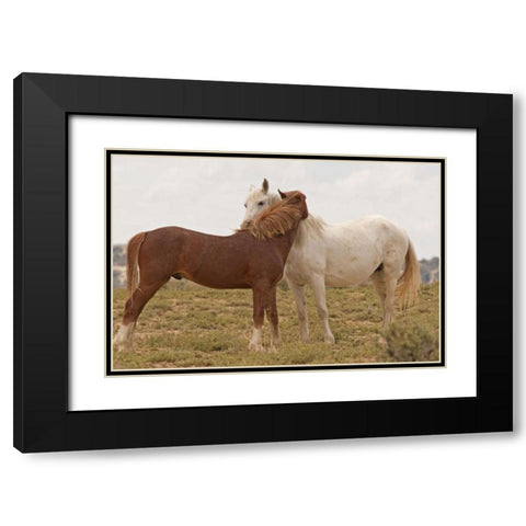 Wyoming, Carbon Wild horses grooming each other Black Modern Wood Framed Art Print with Double Matting by Illg, Cathy and Gordon