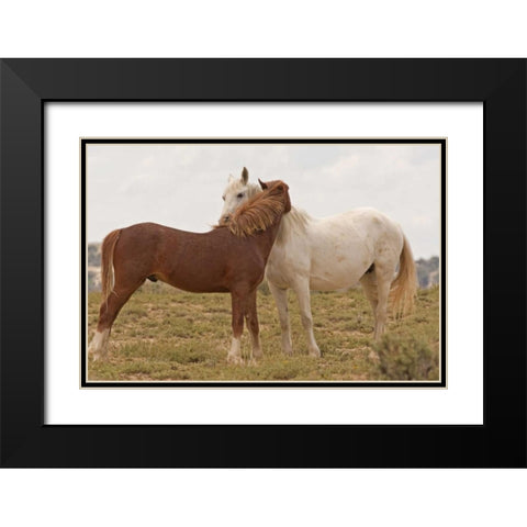 Wyoming, Carbon Wild horses grooming each other Black Modern Wood Framed Art Print with Double Matting by Illg, Cathy and Gordon