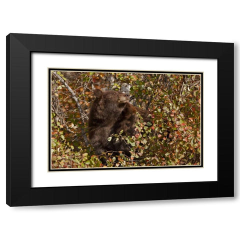 WY, Grand Tetons Black bear foraging for food Black Modern Wood Framed Art Print with Double Matting by Grall, Don