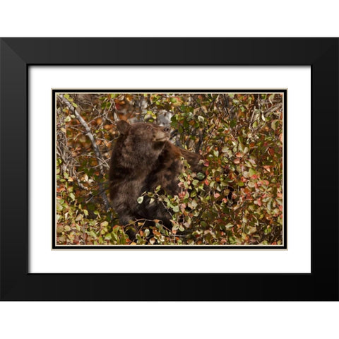 WY, Grand Tetons Black bear foraging for food Black Modern Wood Framed Art Print with Double Matting by Grall, Don