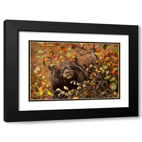 WY, Grand Tetons Black bear foraging for berries Black Modern Wood Framed Art Print with Double Matting by Grall, Don