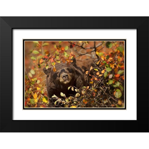WY, Grand Tetons Black bear foraging for berries Black Modern Wood Framed Art Print with Double Matting by Grall, Don