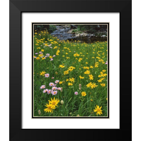 WY, Medicine Bow NF Golden mountain arnicas Black Modern Wood Framed Art Print with Double Matting by Terrill, Steve