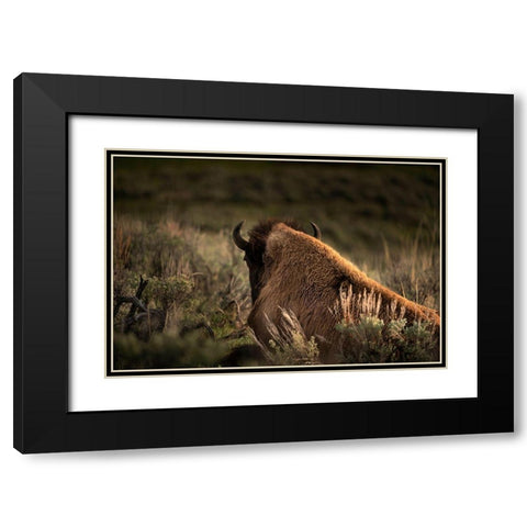 Wyoming-Yellowstone National Park Bison resting at sunset  Black Modern Wood Framed Art Print with Double Matting by Jaynes Gallery