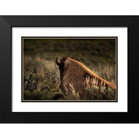 Wyoming-Yellowstone National Park Bison resting at sunset  Black Modern Wood Framed Art Print with Double Matting by Jaynes Gallery