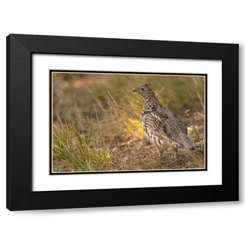 USA-Wyoming-Grand Teton National Park Dusky grouse bird close-up Black Modern Wood Framed Art Print with Double Matting by Jaynes Gallery