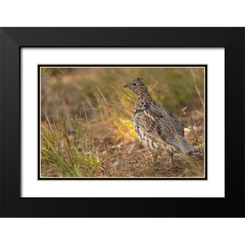 USA-Wyoming-Grand Teton National Park Dusky grouse bird close-up Black Modern Wood Framed Art Print with Double Matting by Jaynes Gallery