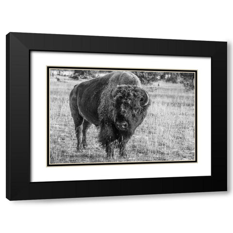 USA-Wyoming-Yellowstone National Park-Upper Geyser Basin-Lone male American bison-aka buffalo with  Black Modern Wood Framed Art Print with Double Matting by Hopkins, Cindy Miller