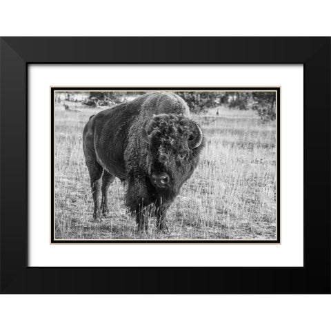 USA-Wyoming-Yellowstone National Park-Upper Geyser Basin-Lone male American bison-aka buffalo with  Black Modern Wood Framed Art Print with Double Matting by Hopkins, Cindy Miller