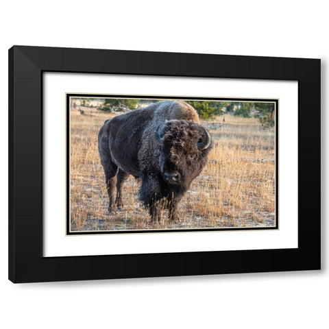 USA-Wyoming-Yellowstone National Park-Upper Geyser Basin-Lone male American bison-aka buffalo with  Black Modern Wood Framed Art Print with Double Matting by Hopkins, Cindy Miller