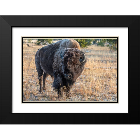 USA-Wyoming-Yellowstone National Park-Upper Geyser Basin-Lone male American bison-aka buffalo with  Black Modern Wood Framed Art Print with Double Matting by Hopkins, Cindy Miller