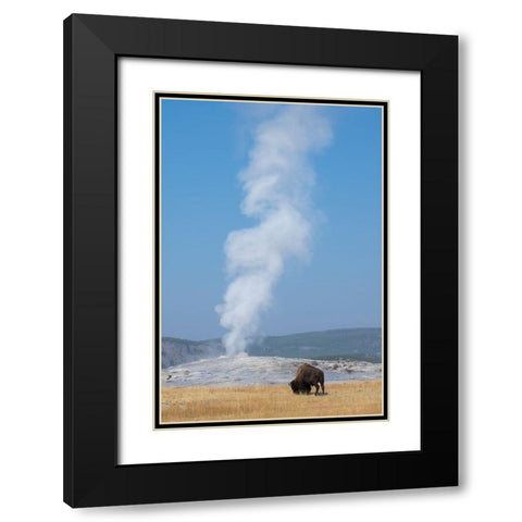 USA-Wyoming-Yellowstone National Park-Upper Geyser Basin-Lone male American bison-aka buffalo-in fr Black Modern Wood Framed Art Print with Double Matting by Hopkins, Cindy Miller