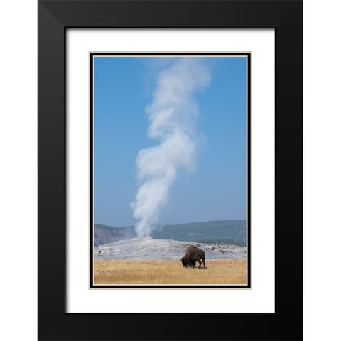 USA-Wyoming-Yellowstone National Park-Upper Geyser Basin-Lone male American bison-aka buffalo-in fr Black Modern Wood Framed Art Print with Double Matting by Hopkins, Cindy Miller
