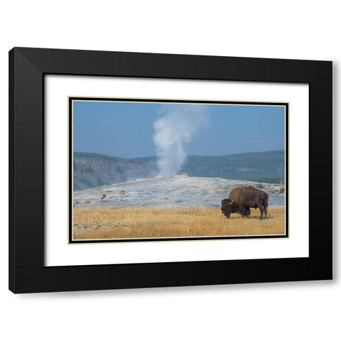 USA-Wyoming-Yellowstone National Park-Upper Geyser Basin-Lone male American bison-aka buffalo-in fr Black Modern Wood Framed Art Print with Double Matting by Hopkins, Cindy Miller
