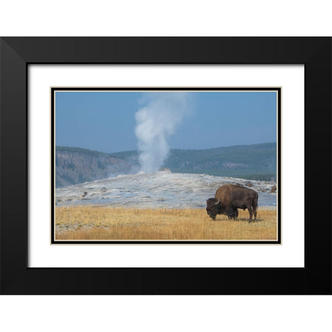 USA-Wyoming-Yellowstone National Park-Upper Geyser Basin-Lone male American bison-aka buffalo-in fr Black Modern Wood Framed Art Print with Double Matting by Hopkins, Cindy Miller