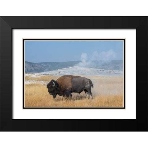 USA-Wyoming-Yellowstone National Park-Upper Geyser Basin-Lone male American bison-aka buffalo right Black Modern Wood Framed Art Print with Double Matting by Hopkins, Cindy Miller