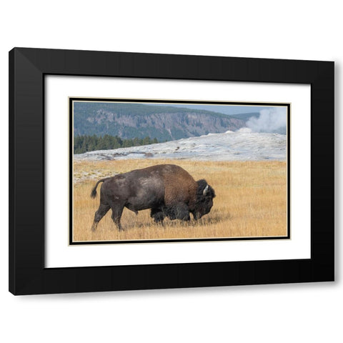 USA-Wyoming-Yellowstone National Park-Upper Geyser Basin-Lone male American bison-aka buffalo-in fr Black Modern Wood Framed Art Print with Double Matting by Hopkins, Cindy Miller