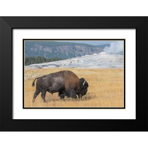 USA-Wyoming-Yellowstone National Park-Upper Geyser Basin-Lone male American bison-aka buffalo-in fr Black Modern Wood Framed Art Print with Double Matting by Hopkins, Cindy Miller