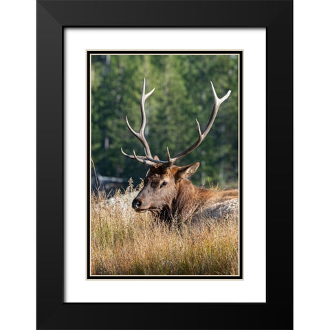 USA-Wyoming-Yellowstone National Park-Madison-Madison River-Male North American elk Black Modern Wood Framed Art Print with Double Matting by Hopkins, Cindy Miller