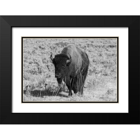 USA-Wyoming-Yellowstone National Park-Lamar Valley-American bison Black Modern Wood Framed Art Print with Double Matting by Hopkins, Cindy Miller