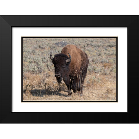 USA-Wyoming-Yellowstone National Park-Lamar Valley-American bison Black Modern Wood Framed Art Print with Double Matting by Hopkins, Cindy Miller