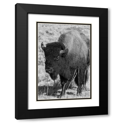 USA-Wyoming-Yellowstone National Park-Lamar Valley-Male American bison Black Modern Wood Framed Art Print with Double Matting by Hopkins, Cindy Miller