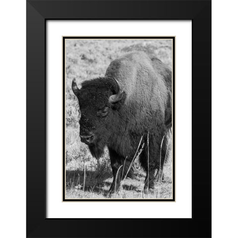 USA-Wyoming-Yellowstone National Park-Lamar Valley-Male American bison Black Modern Wood Framed Art Print with Double Matting by Hopkins, Cindy Miller
