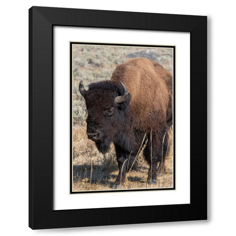 USA-Wyoming-Yellowstone National Park-Lamar Valley-Male American bison Black Modern Wood Framed Art Print with Double Matting by Hopkins, Cindy Miller