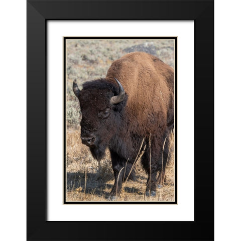 USA-Wyoming-Yellowstone National Park-Lamar Valley-Male American bison Black Modern Wood Framed Art Print with Double Matting by Hopkins, Cindy Miller