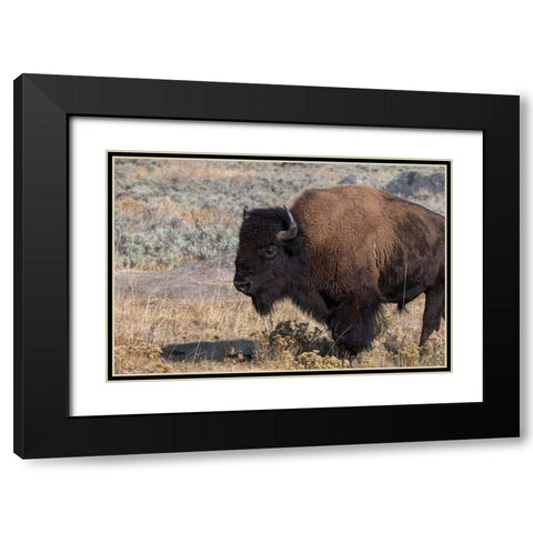 USA-Wyoming-Yellowstone National Park-Lamar Valley-Male American bison Black Modern Wood Framed Art Print with Double Matting by Hopkins, Cindy Miller