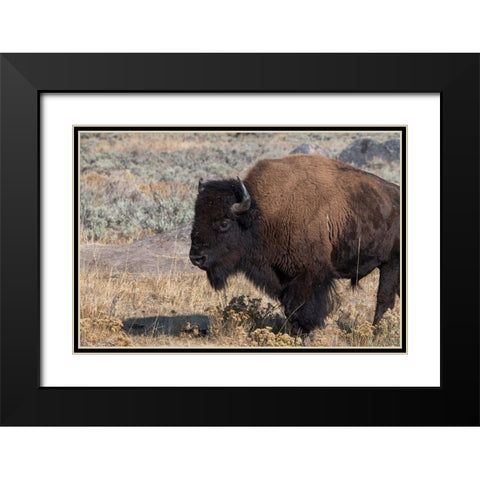 USA-Wyoming-Yellowstone National Park-Lamar Valley-Male American bison Black Modern Wood Framed Art Print with Double Matting by Hopkins, Cindy Miller