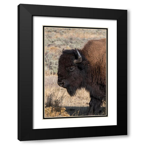 USA-Wyoming-Yellowstone National Park-Lamar Valley-Male American bison Black Modern Wood Framed Art Print with Double Matting by Hopkins, Cindy Miller