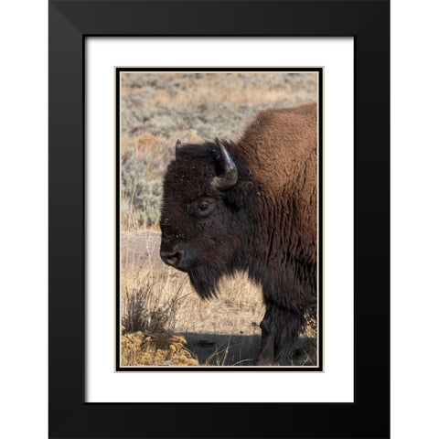 USA-Wyoming-Yellowstone National Park-Lamar Valley-Male American bison Black Modern Wood Framed Art Print with Double Matting by Hopkins, Cindy Miller