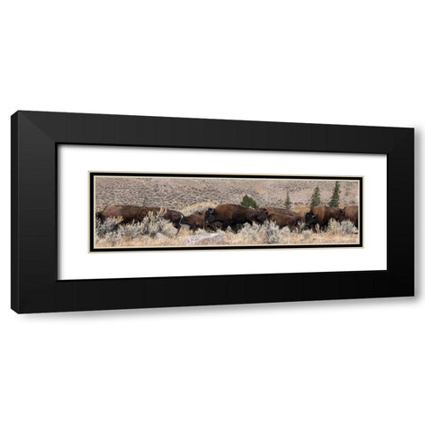 USA-Wyoming-Yellowstone National Park-Lamar Valley-Herd of American bison Black Modern Wood Framed Art Print with Double Matting by Hopkins, Cindy Miller