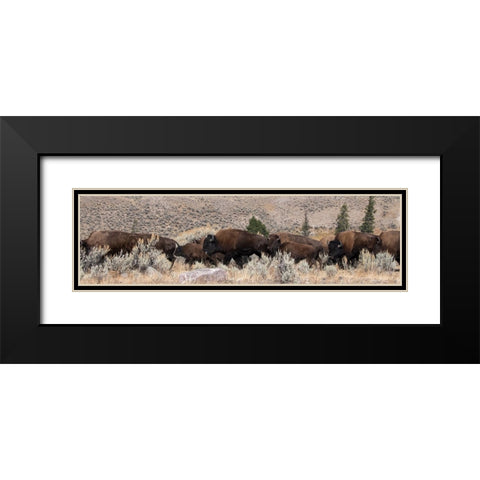 USA-Wyoming-Yellowstone National Park-Lamar Valley-Herd of American bison Black Modern Wood Framed Art Print with Double Matting by Hopkins, Cindy Miller