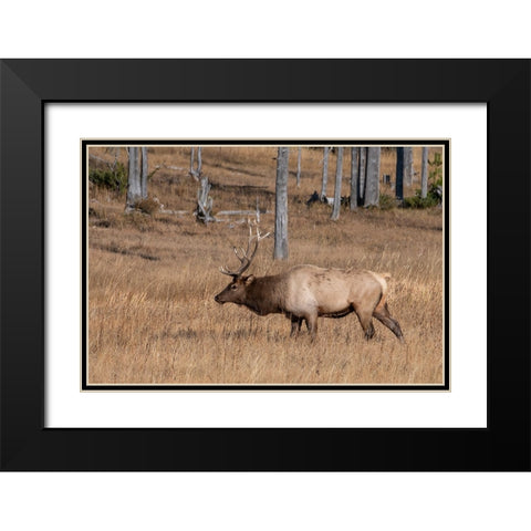 USA-Wyoming-Yellowstone National Park-Madison-Male North American elk Black Modern Wood Framed Art Print with Double Matting by Hopkins, Cindy Miller