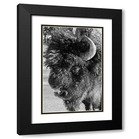 USA-Wyoming-Yellowstone National Park-Lone male American bison-aka buffalo with frost on face-Head  Black Modern Wood Framed Art Print with Double Matting by Hopkins, Cindy Miller