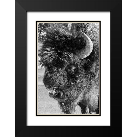 USA-Wyoming-Yellowstone National Park-Lone male American bison-aka buffalo with frost on face-Head  Black Modern Wood Framed Art Print with Double Matting by Hopkins, Cindy Miller