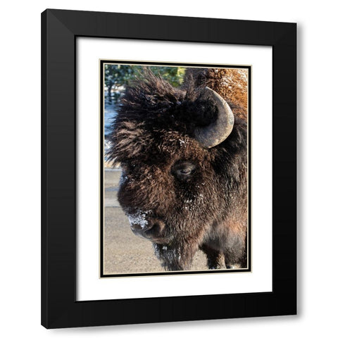 USA-Wyoming-Yellowstone National Park-Lone male American bison-aka buffalo with frost on face-Head  Black Modern Wood Framed Art Print with Double Matting by Hopkins, Cindy Miller