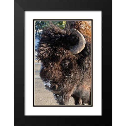 USA-Wyoming-Yellowstone National Park-Lone male American bison-aka buffalo with frost on face-Head  Black Modern Wood Framed Art Print with Double Matting by Hopkins, Cindy Miller