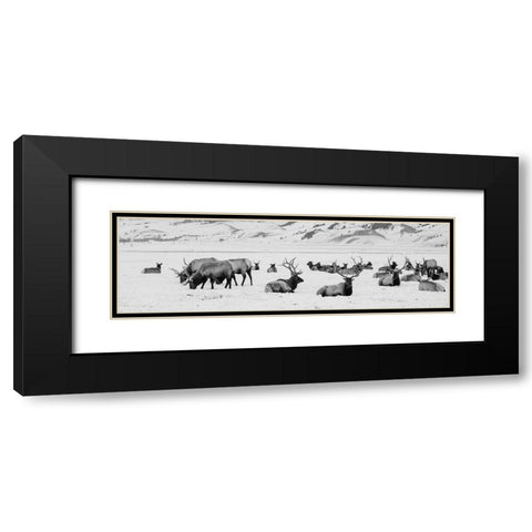 USA-Wyoming-Tetons National Park-National Elk Refuge Large elk herd in winter Black Modern Wood Framed Art Print with Double Matting by Hopkins, Cindy Miller