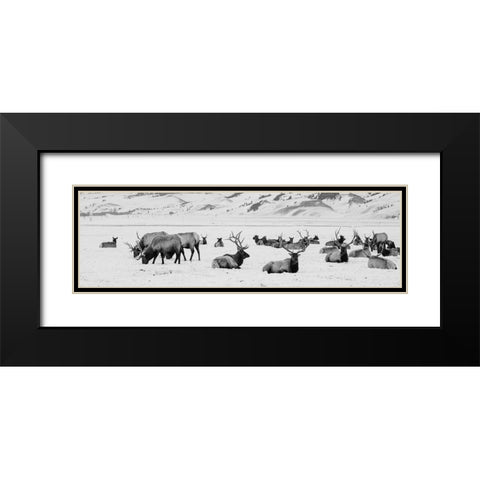 USA-Wyoming-Tetons National Park-National Elk Refuge Large elk herd in winter Black Modern Wood Framed Art Print with Double Matting by Hopkins, Cindy Miller