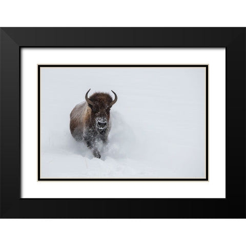 USA-Wyoming-Yellowstone National Park Lone bull bison running in deep snow Black Modern Wood Framed Art Print with Double Matting by Hopkins, Cindy Miller