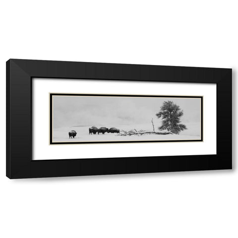 USA-Wyoming-Yellowstone National Park Bison herd in snow Black Modern Wood Framed Art Print with Double Matting by Hopkins, Cindy Miller